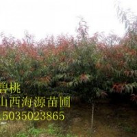 山西苗圃碧桃白花碧桃紅花碧桃1公分碧桃2公分碧桃價(jià)格