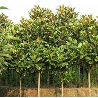 廣玉蘭 ，廣玉蘭苗，大廣玉蘭供應(yīng)直徑3-5-6-8-10-12-15公分