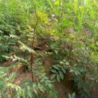 大量供應(yīng)花椒苗 大量批發(fā)花椒苗