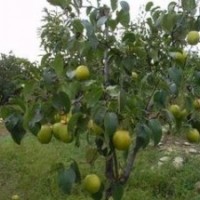 櫻桃苗 柿子苗 梨苗 棗樹(shù)苗