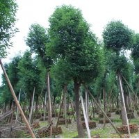 出售香樟