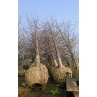 15-40公分銀杏樹