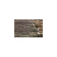 皂角苗 大刺皂角苗 皂角樹