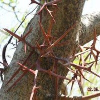 山西皂角樹價格