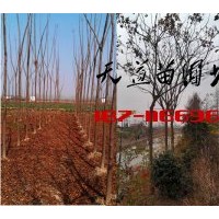 5-8公分欒樹價(jià)格