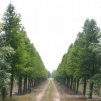 8公分中山杉 8公分中山杉 8公分中山杉