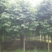 苗圃大量供應10公分七葉樹價格 12公分七葉樹價格