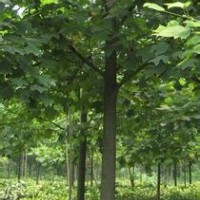 10公分鵝掌楸價格12公分鵝掌楸價格15公分鵝掌楸價格