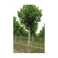 山東法桐銷售 濟(jì)寧法桐12公分 馳通苗木經(jīng)濟(jì) 法桐價(jià)格 濟(jì)寧法桐價(jià)
