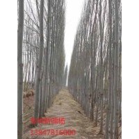 供應(yīng)新疆楊