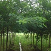 合歡綠化樹供應(yīng)