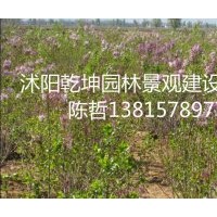 衛(wèi)矛 劍麻 紫丁香