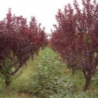 供應(yīng)紫葉李