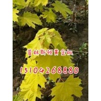 直銷普林斯頓黃金楓