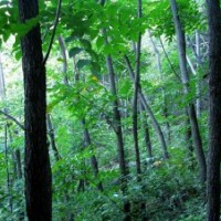 供應(yīng)6-40公分漆樹、山漆樹，野漆樹