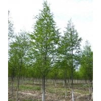 7公分中山杉 7公分中山杉