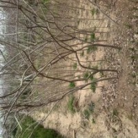 江蘇沭陽(yáng)妍宇苗木基地，供各種行道樹