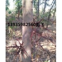 供應(yīng)皂角苗-大皂角苗-大刺皂角苗-山西皂角苗基地