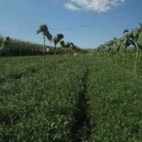 供應(yīng)一年生沙棘苗 沙棗苗 沙柳苗等