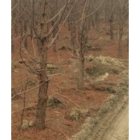 8公分水杉 8公分水杉