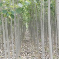 毛白楊.107速生楊.窄冠毛白楊.垂柳