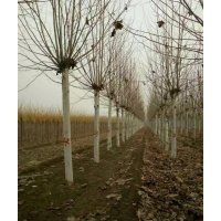 天佑綠化苗木合作社