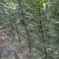 2、3公分速生國(guó)槐大量低價(jià)出售