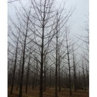 專業(yè)銷售銀杏樹，銀杏樹價(jià)格咨詢