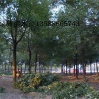 供應浙江香樟、香樟小苗、大型金華香樟銷售