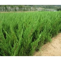 銷售龍柏，櫻花，高接地龍，玉蘭大小苗