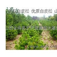 出售1米白皮松，1.5米白皮松，山西白皮松價格