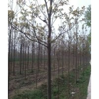 綠化苗木，楸樹，梓樹，國槐，