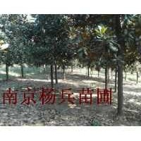 雪松廣玉蘭白玉蘭紅葉石楠蜀檜