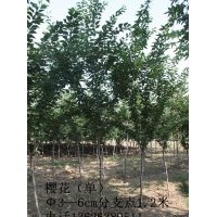 山東淄博櫻花（單櫻）