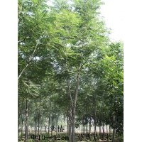 山東淄博10-12CM千頭椿