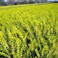 供金葉女貞，紅瑞木，金邊麥冬，玉簪，大花萱草