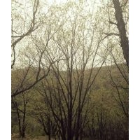 河北承德苗木出售叢生五角楓，叢生蒙古櫟，白樺樹，油松，云杉，