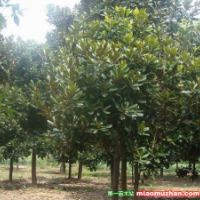 供應(yīng)成品廣玉蘭