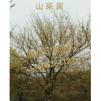 供應(yīng)叢生山茱萸