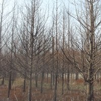 長期提供8公分水杉價格 10公分水杉價格