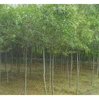 重慶12公分大葉女貞價格 15公分大葉女貞價格