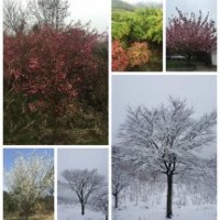 大量提供櫻花紅楓等工程苗