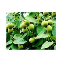 大量供應(yīng)山西運(yùn)城青皮核桃