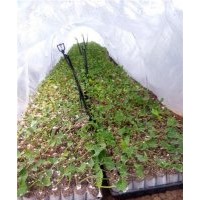 雜交構(gòu)樹(shù)、構(gòu)樹(shù)、鑫森源(查看)