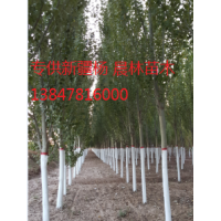 內(nèi)蒙古新疆楊出售