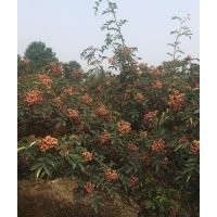 獅子頭花椒樹苗，顆粒大，高產(chǎn)