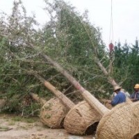 22公分銀杏樹多少錢一棵胸徑22公分銀杏價格