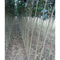 2公分女貞 2公分女貞 2公分女貞