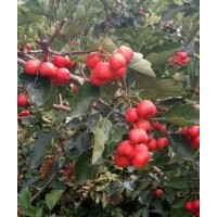 山西山楂果批發(fā)，次果山楂，山楂果價格，大金星，大棉球，大五棱
