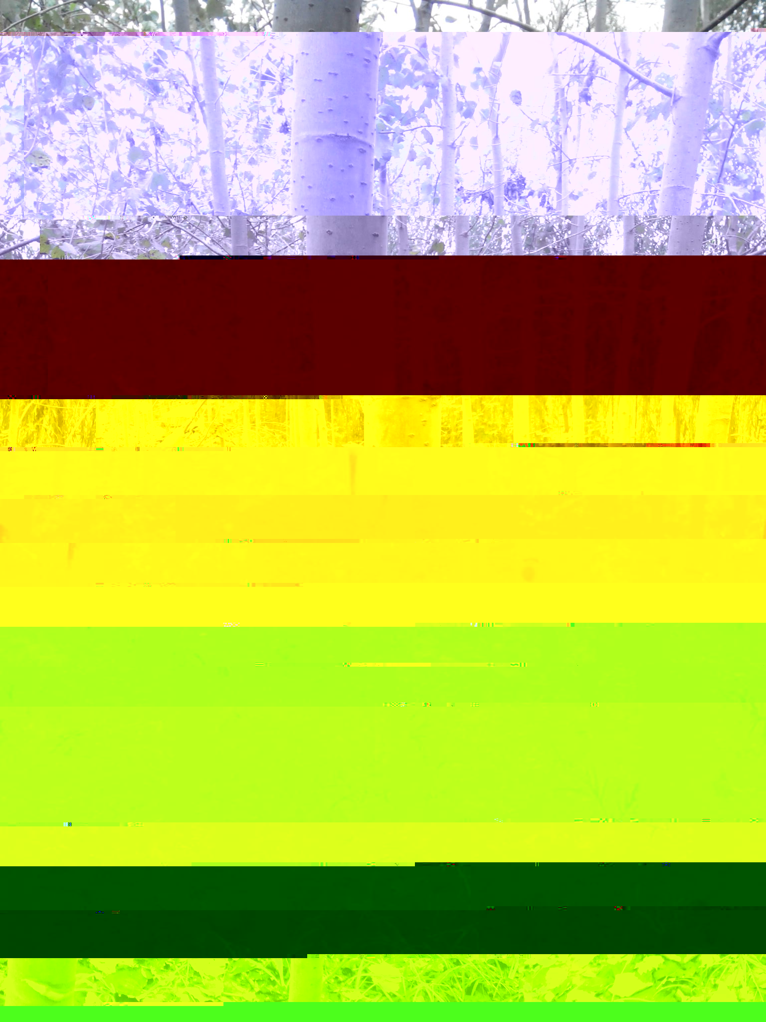 毛白楊，毛白楊價(jià)格，毛白楊基地